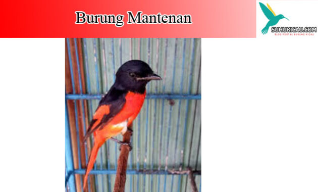 Detail Gambar Burung Mantenan Nomer 19