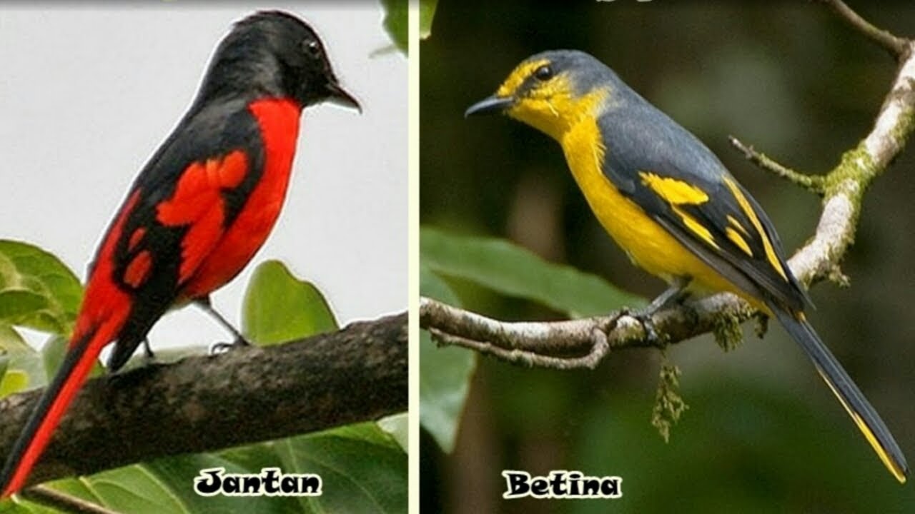 Detail Gambar Burung Mantenan Nomer 20
