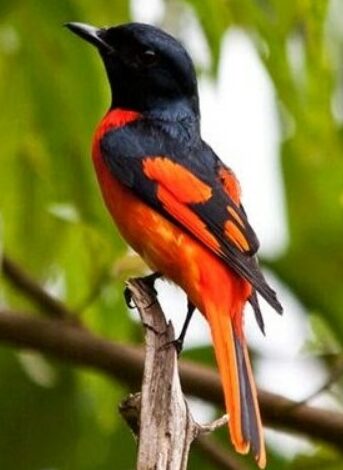 Detail Gambar Burung Mantenan Nomer 21