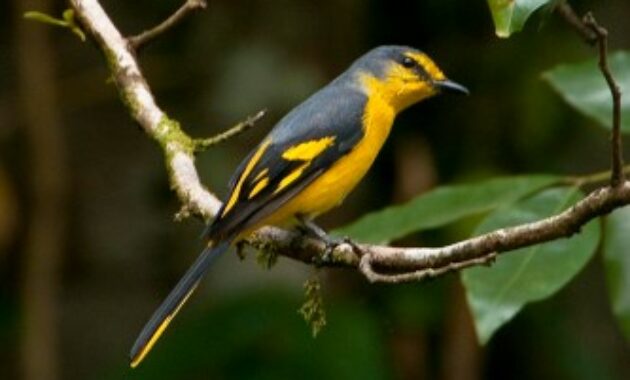 Detail Gambar Burung Mantenan Nomer 23