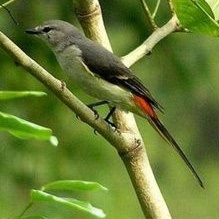 Detail Gambar Burung Mantenan Nomer 24