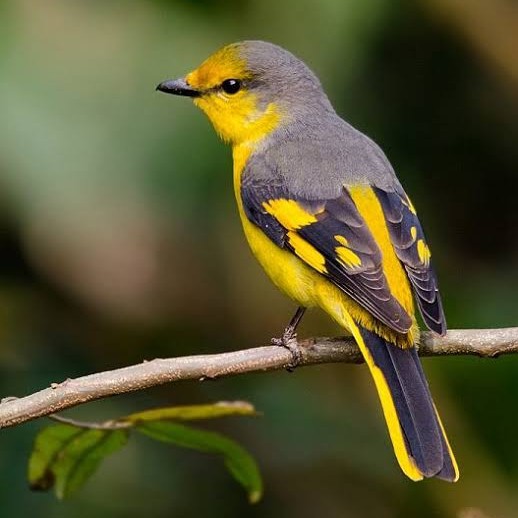 Detail Gambar Burung Mantenan Nomer 25