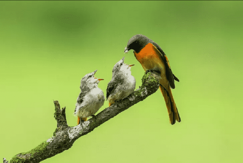 Detail Gambar Burung Mantenan Nomer 26