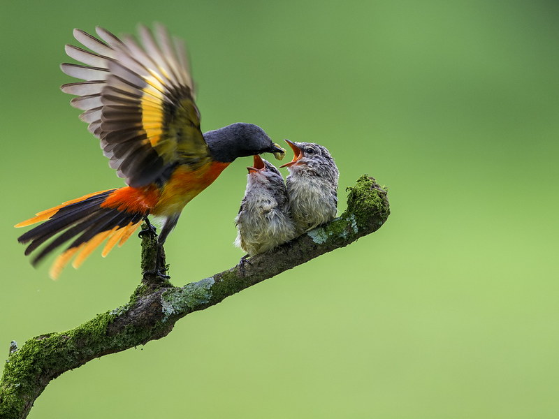 Detail Gambar Burung Mantenan Nomer 27