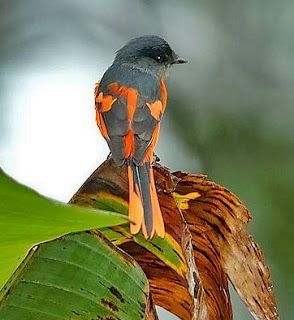 Detail Gambar Burung Mantenan Nomer 28