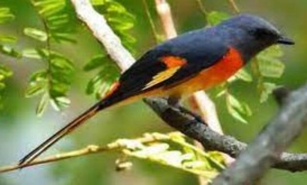 Detail Gambar Burung Mantenan Nomer 4