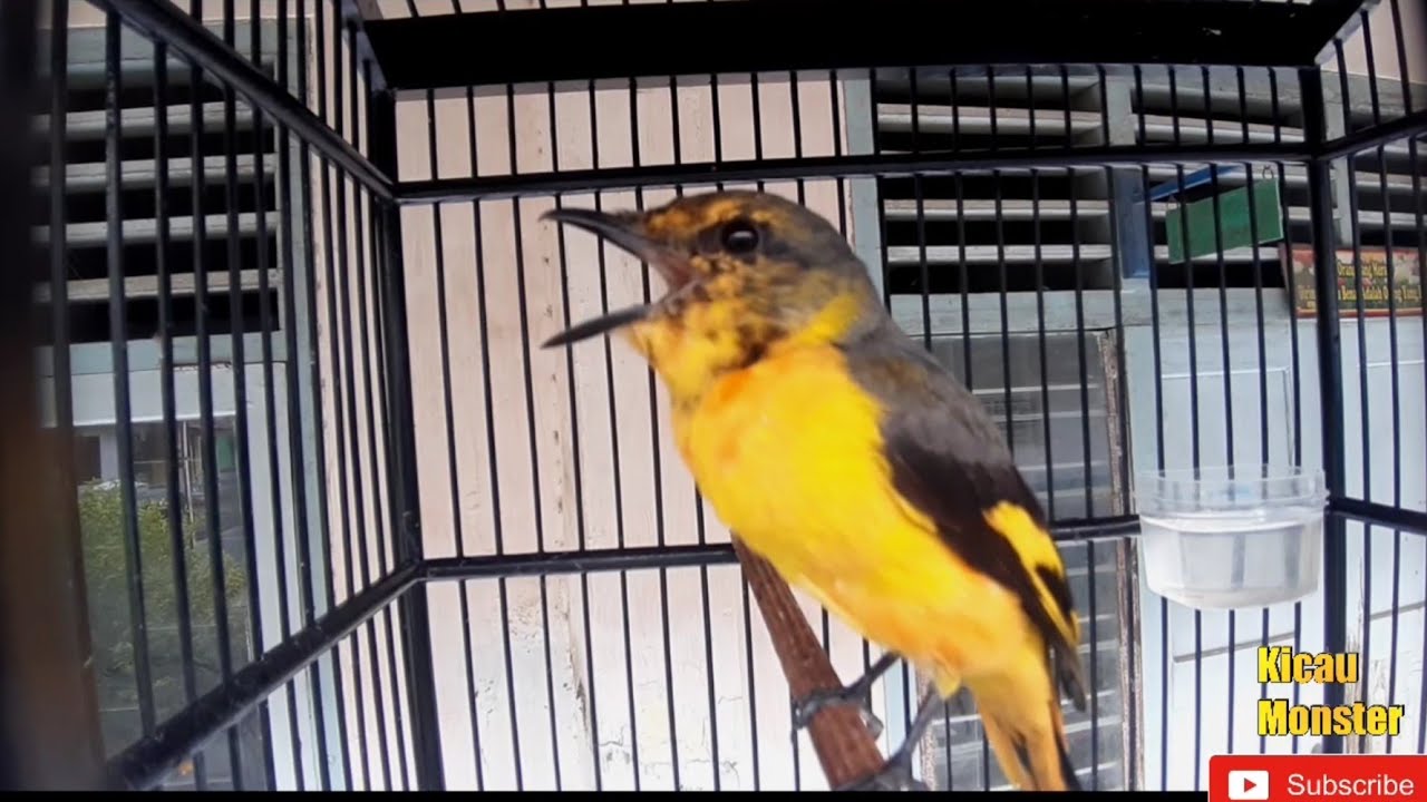 Detail Gambar Burung Mantenan Nomer 29