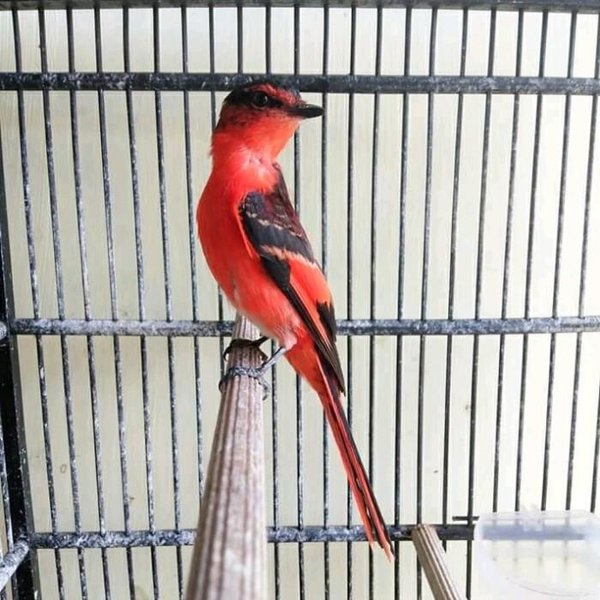 Detail Gambar Burung Mantenan Nomer 30
