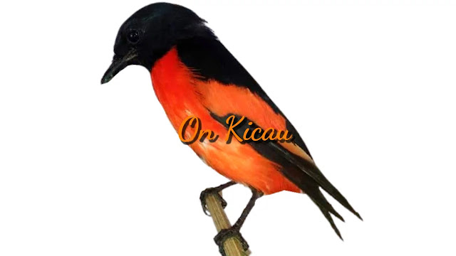 Detail Gambar Burung Mantenan Nomer 31