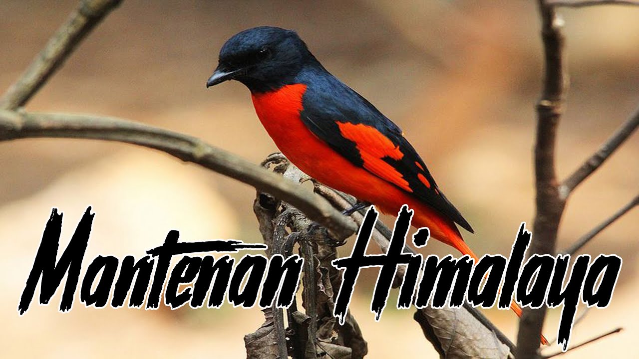 Detail Gambar Burung Mantenan Nomer 33