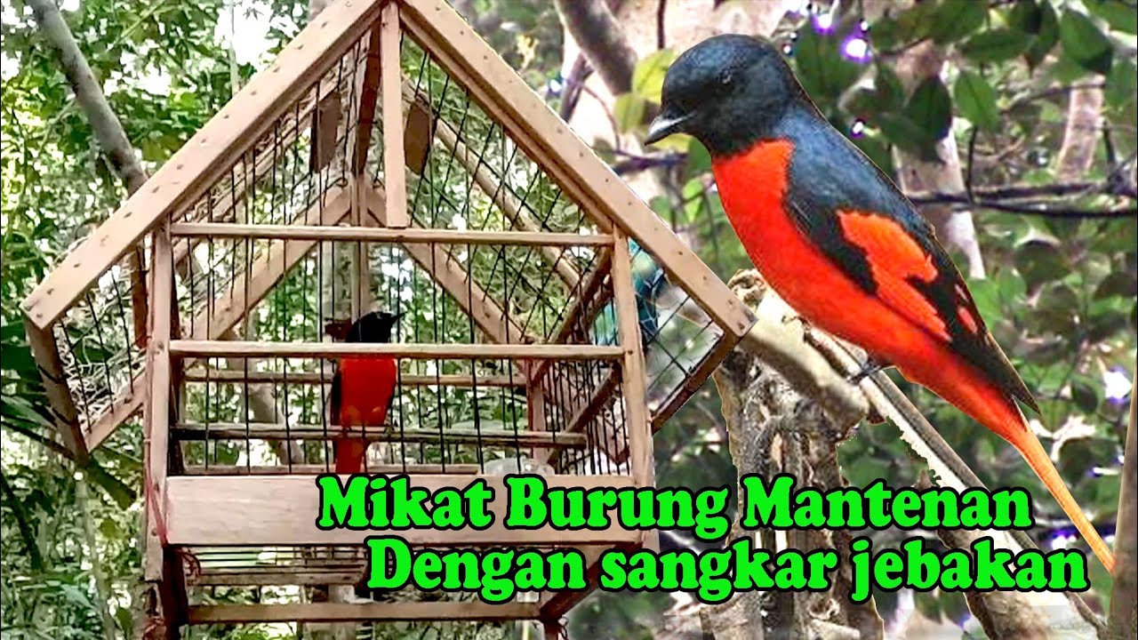 Detail Gambar Burung Mantenan Nomer 34