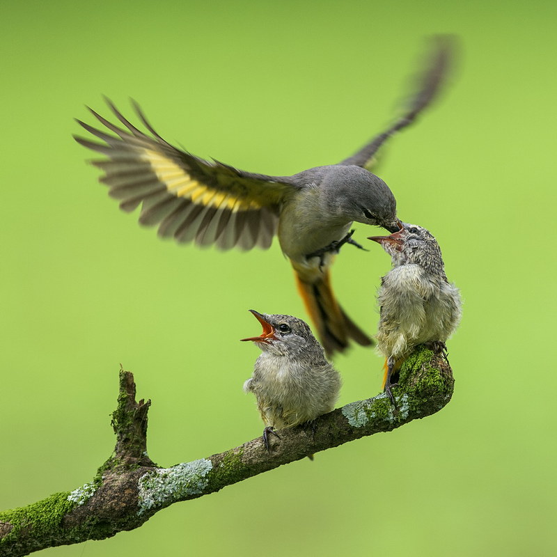 Detail Gambar Burung Mantenan Nomer 35