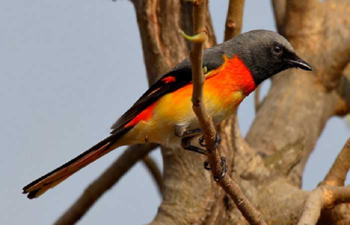 Detail Gambar Burung Mantenan Nomer 37