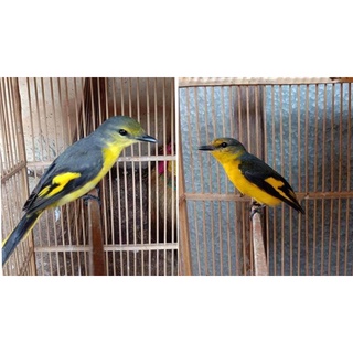 Detail Gambar Burung Mantenan Nomer 38