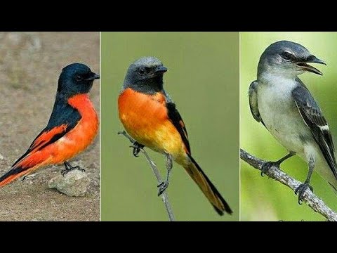 Detail Gambar Burung Mantenan Nomer 39
