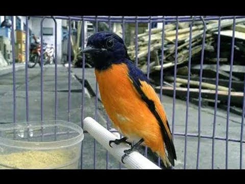 Detail Gambar Burung Mantenan Nomer 42