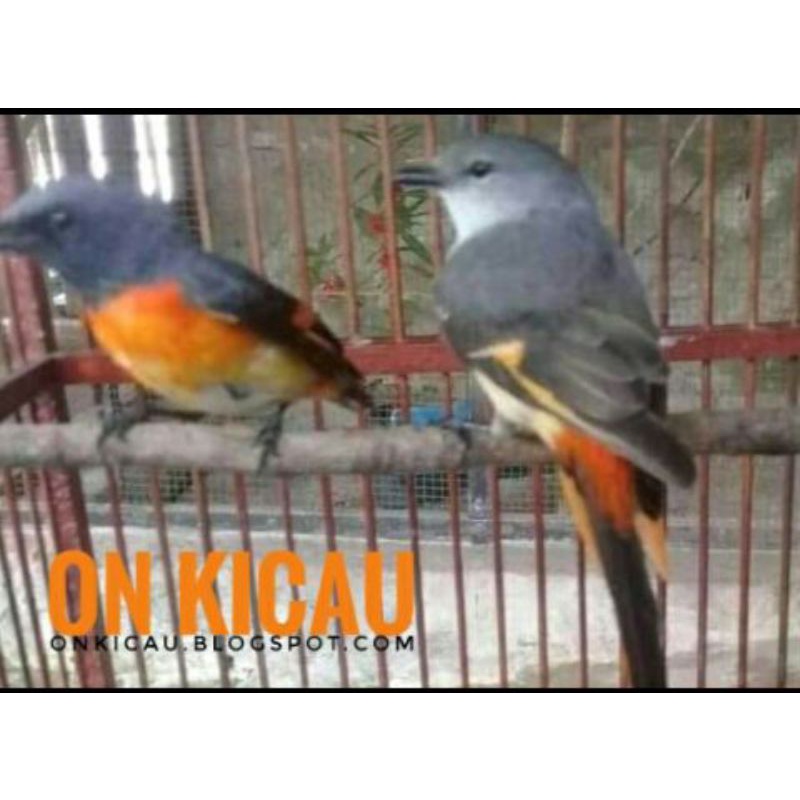 Detail Gambar Burung Mantenan Nomer 44