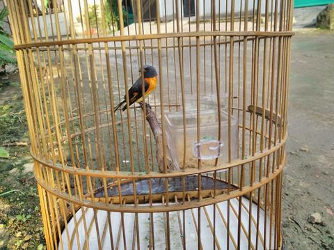 Detail Gambar Burung Mantenan Nomer 45