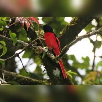 Detail Gambar Burung Mantenan Nomer 47