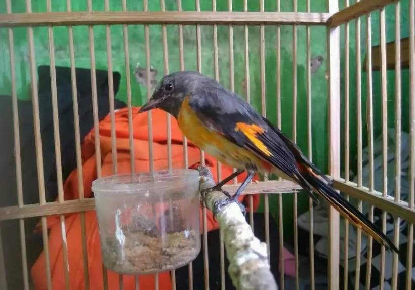 Detail Gambar Burung Mantenan Nomer 6