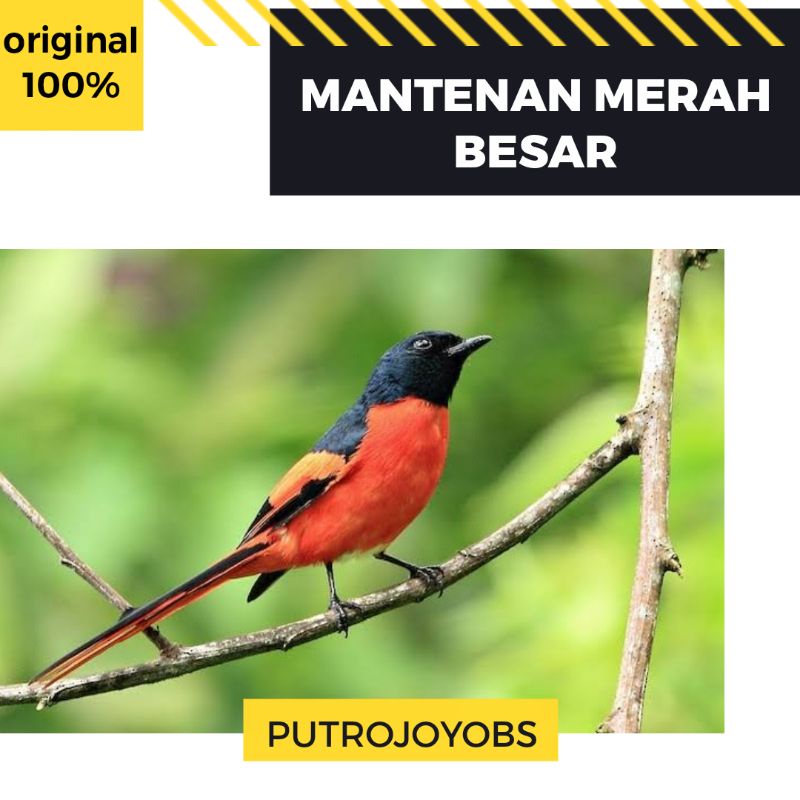 Detail Gambar Burung Mantenan Nomer 50