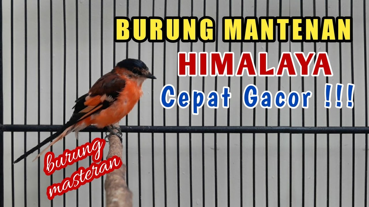 Detail Gambar Burung Mantenan Nomer 51