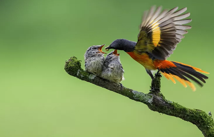 Detail Gambar Burung Mantenan Nomer 54