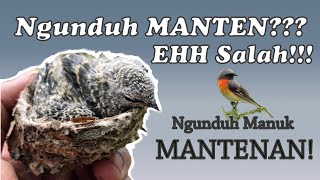 Detail Gambar Burung Mantenan Nomer 55