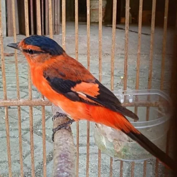 Detail Gambar Burung Mantenan Nomer 56