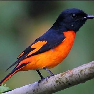 Detail Gambar Burung Mantenan Nomer 7