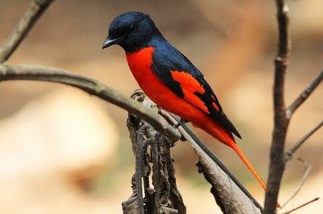 Detail Gambar Burung Mantenan Nomer 8