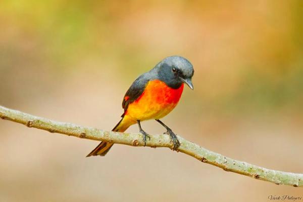 Detail Gambar Burung Mantenan Nomer 9