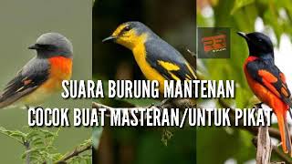 Detail Gambar Burung Mantenan Nomer 10