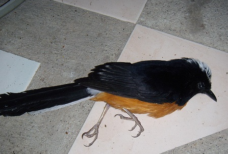 Detail Gambar Burung Mati Nomer 34