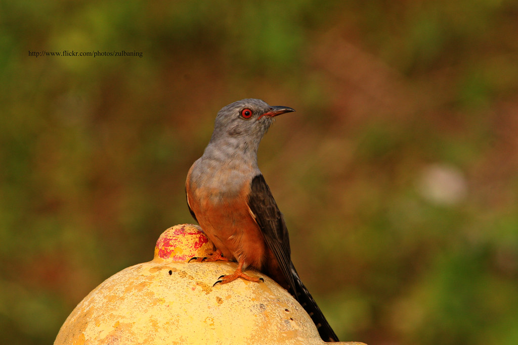 Detail Gambar Burung Mati Nomer 56