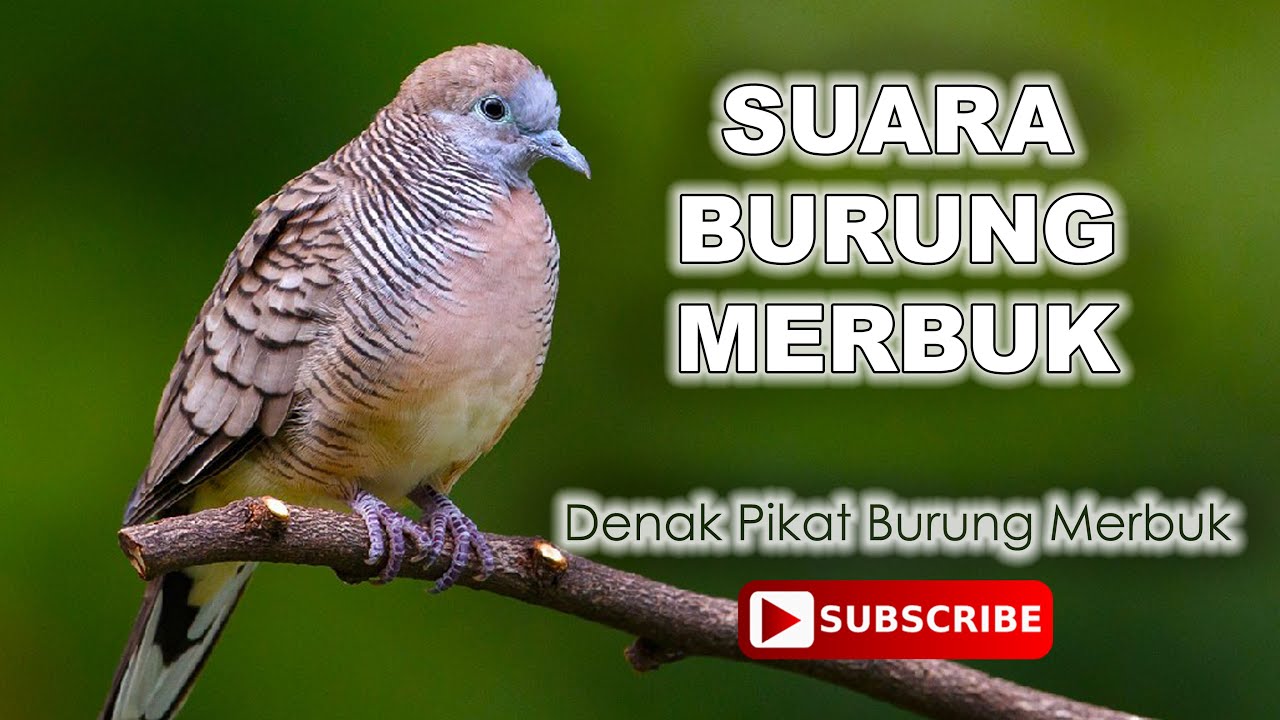 Detail Gambar Burung Merbok Nomer 13