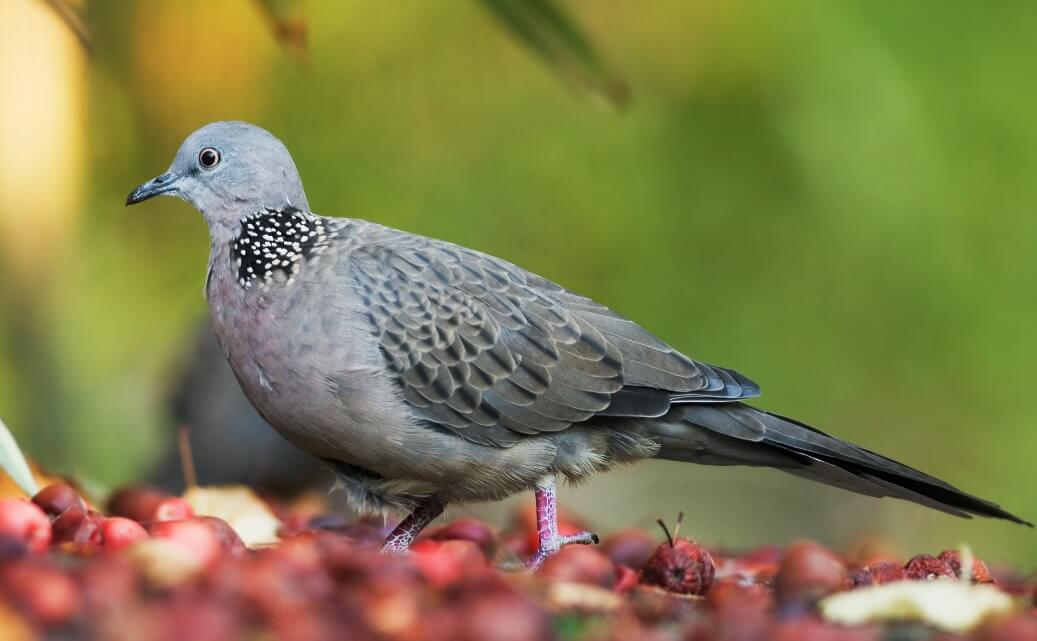 Detail Gambar Burung Merbok Nomer 31