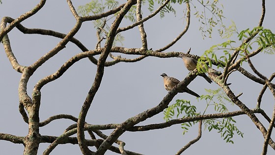 Detail Gambar Burung Merbok Nomer 48