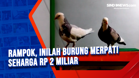 Detail Gambar Burung Merpati Nomer 44