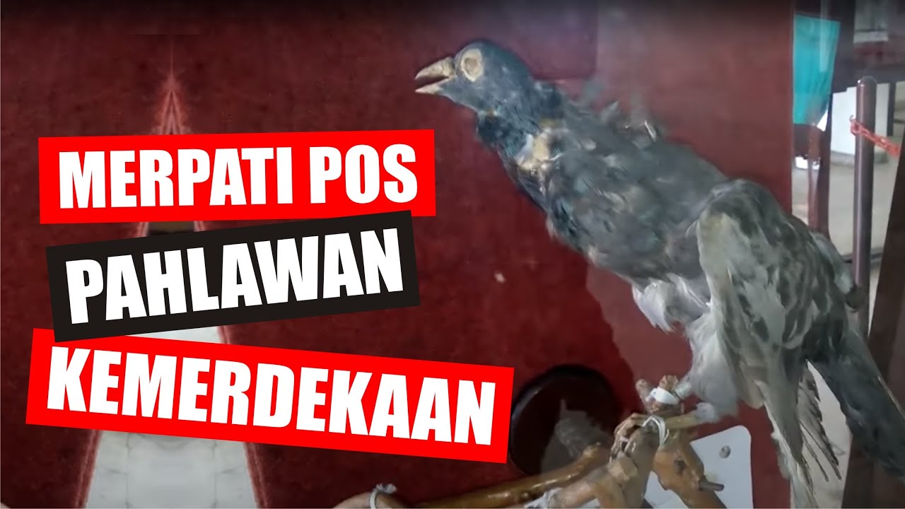 Detail Gambar Burung Merpati Pos Nomer 46