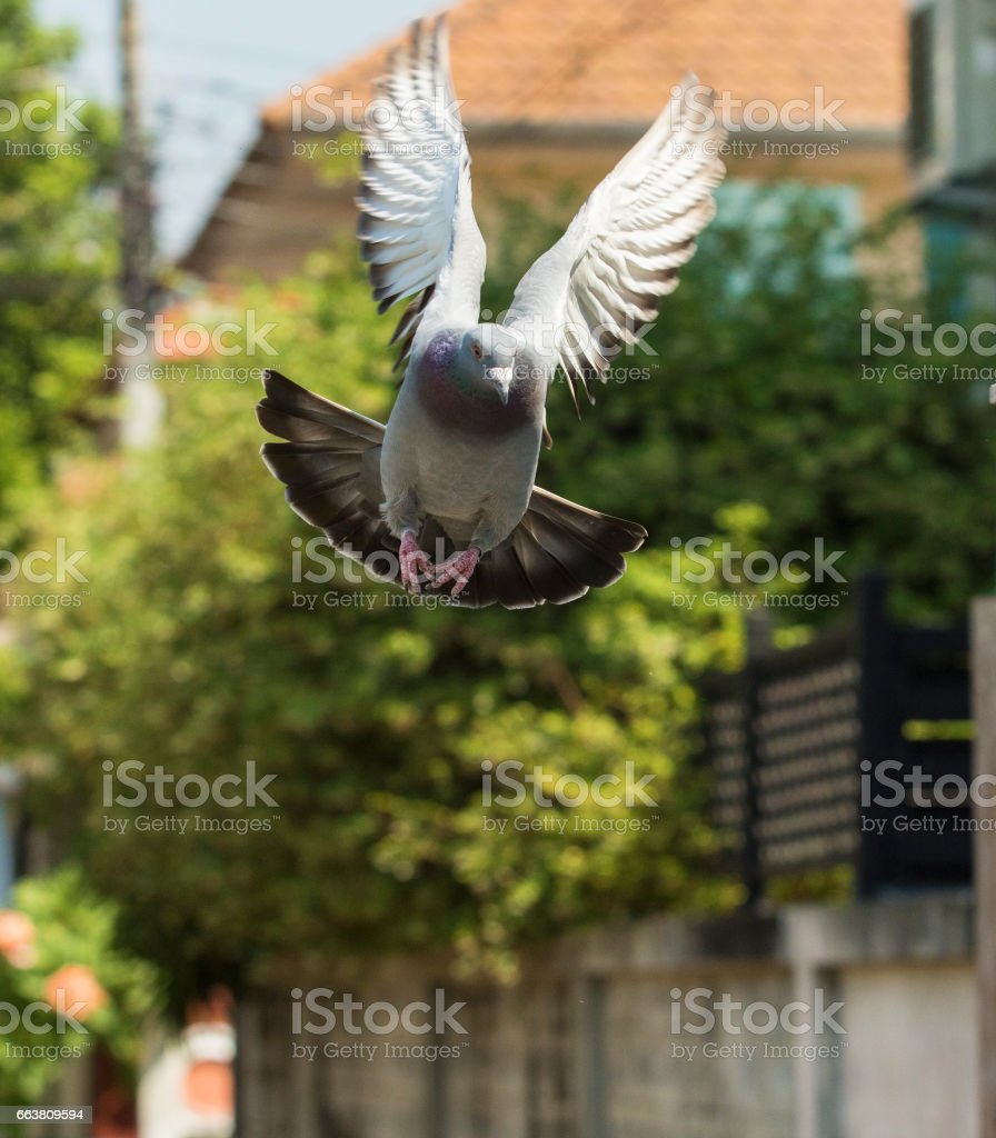 Detail Gambar Burung Merpati Terbang Nomer 19