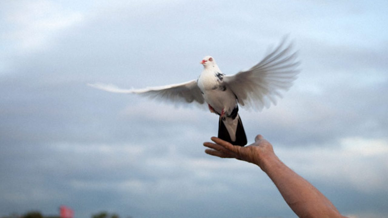 Detail Gambar Burung Merpati Terbang Nomer 24