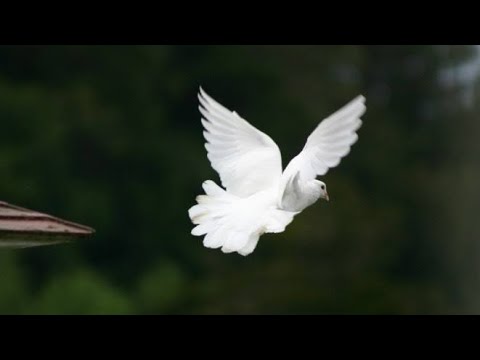 Detail Gambar Burung Merpati Terbang Nomer 5