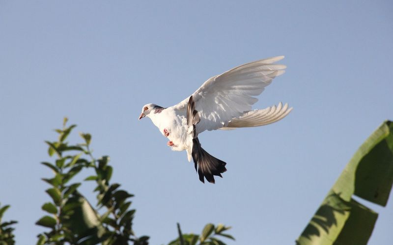 Detail Gambar Burung Merpati Terbang Nomer 36