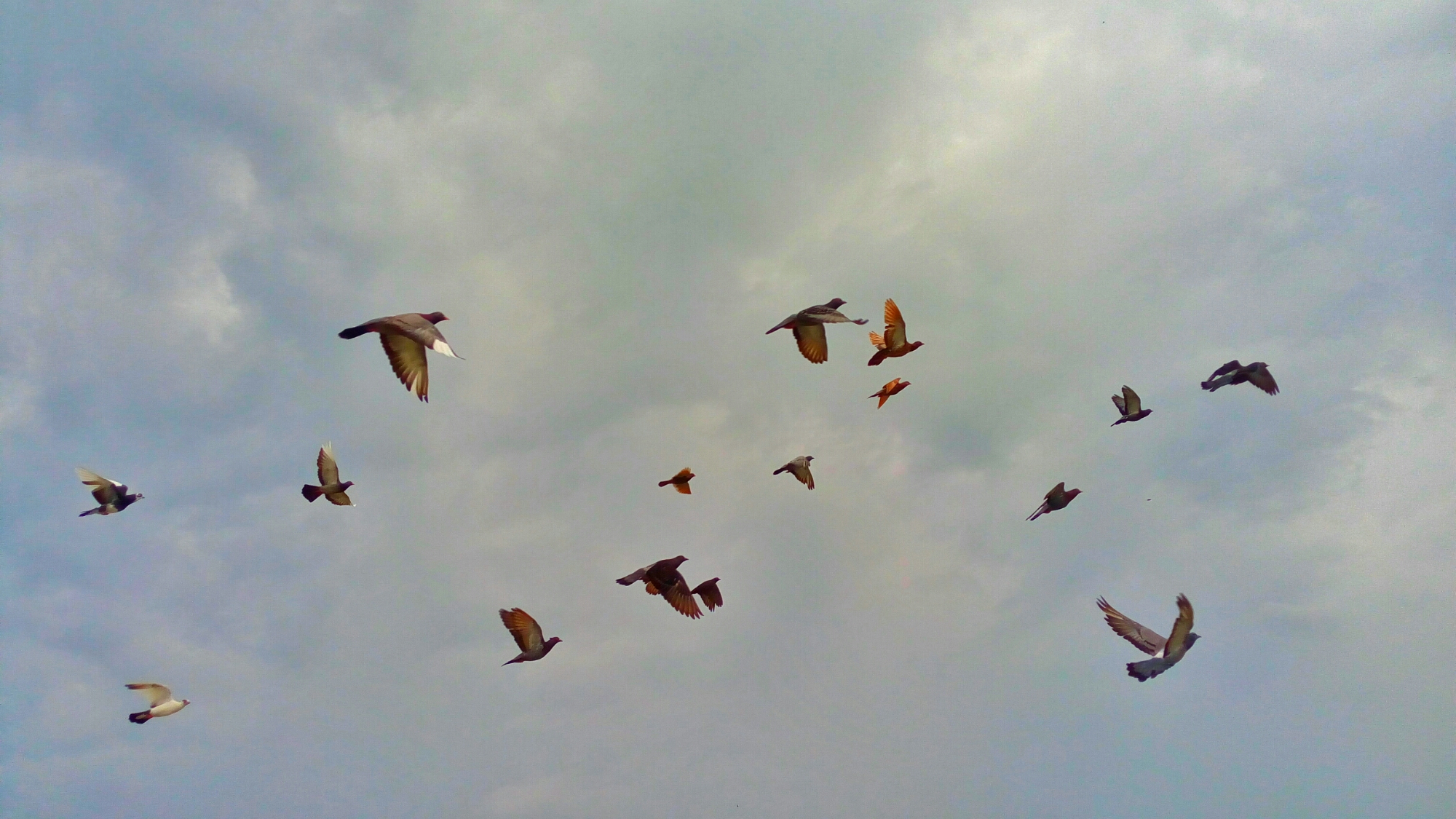 Detail Gambar Burung Merpati Terbang Nomer 40