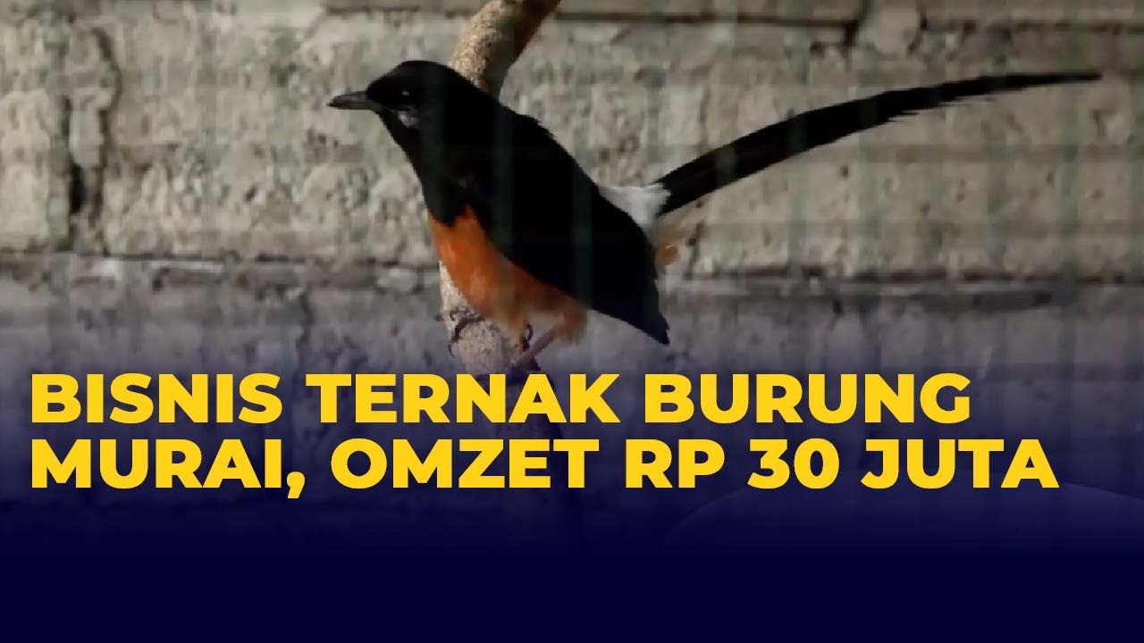 Detail Gambar Burung Murai Nomer 50