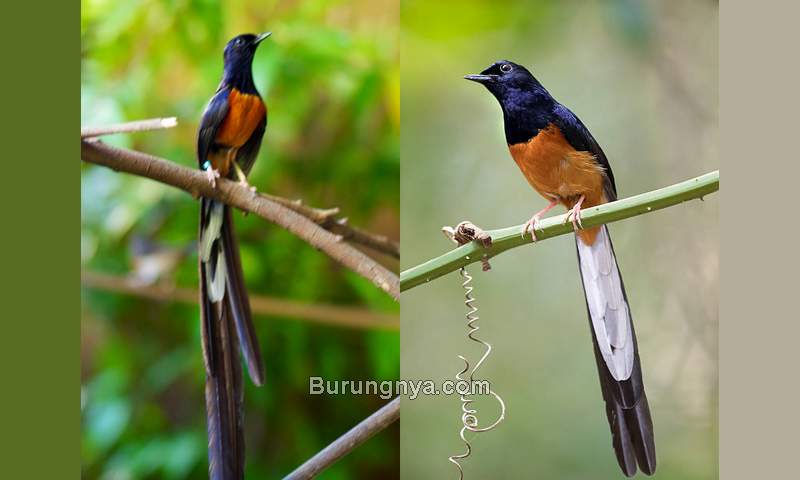 Detail Gambar Burung Murai Batu Nomer 56