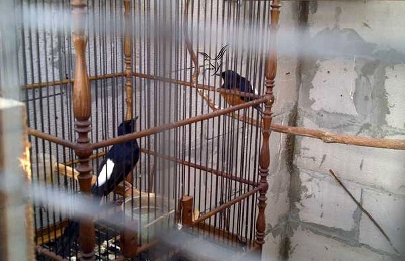 Detail Gambar Burung Murai Batu Medan Nomer 39