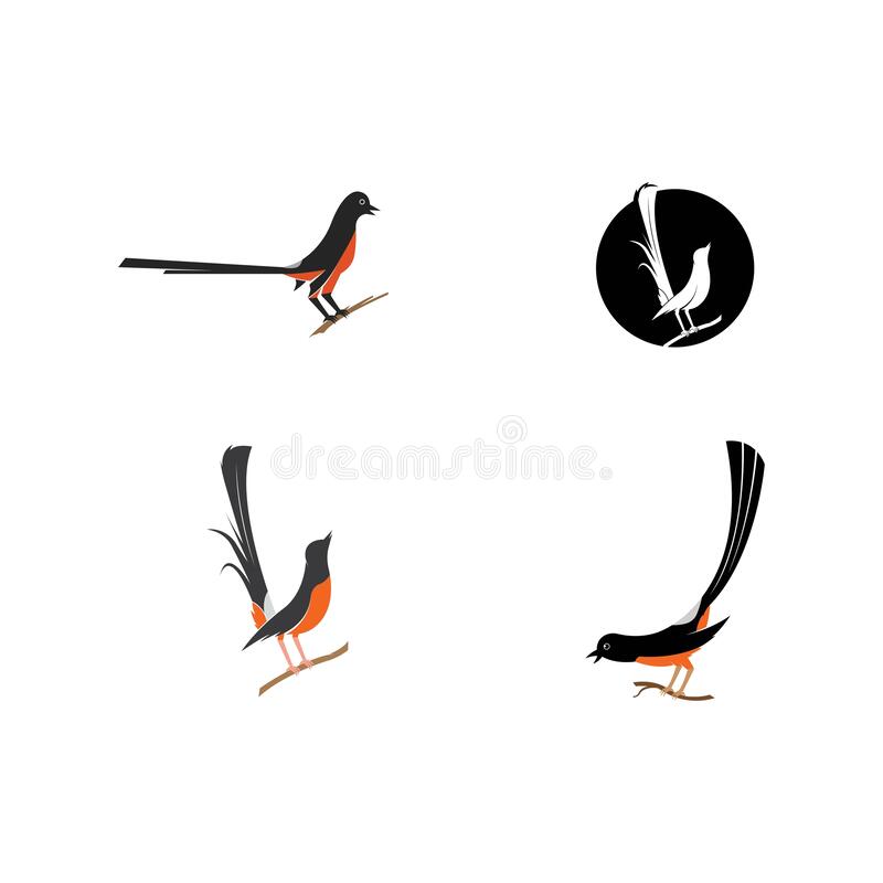 Detail Gambar Burung Murai Batu Vector Nomer 13