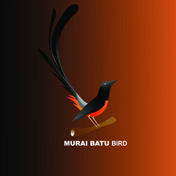 Detail Gambar Burung Murai Batu Vector Nomer 27